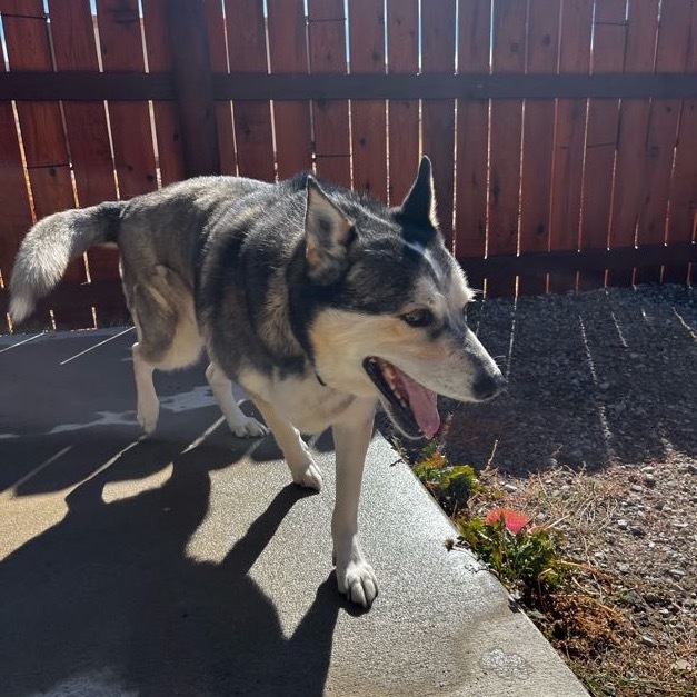 Lacey, an adoptable Husky, Mixed Breed in Lander, WY, 82520 | Photo Image 6