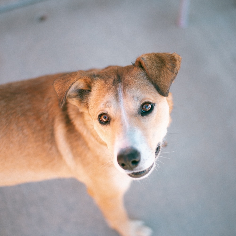 Topaz, an adoptable Mixed Breed, German Shepherd Dog in Lander, WY, 82520 | Photo Image 2