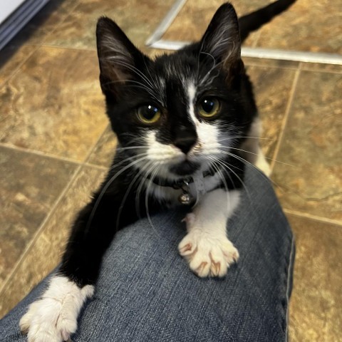 Sniffles, an adoptable American Shorthair in Lander, WY, 82520 | Photo Image 1