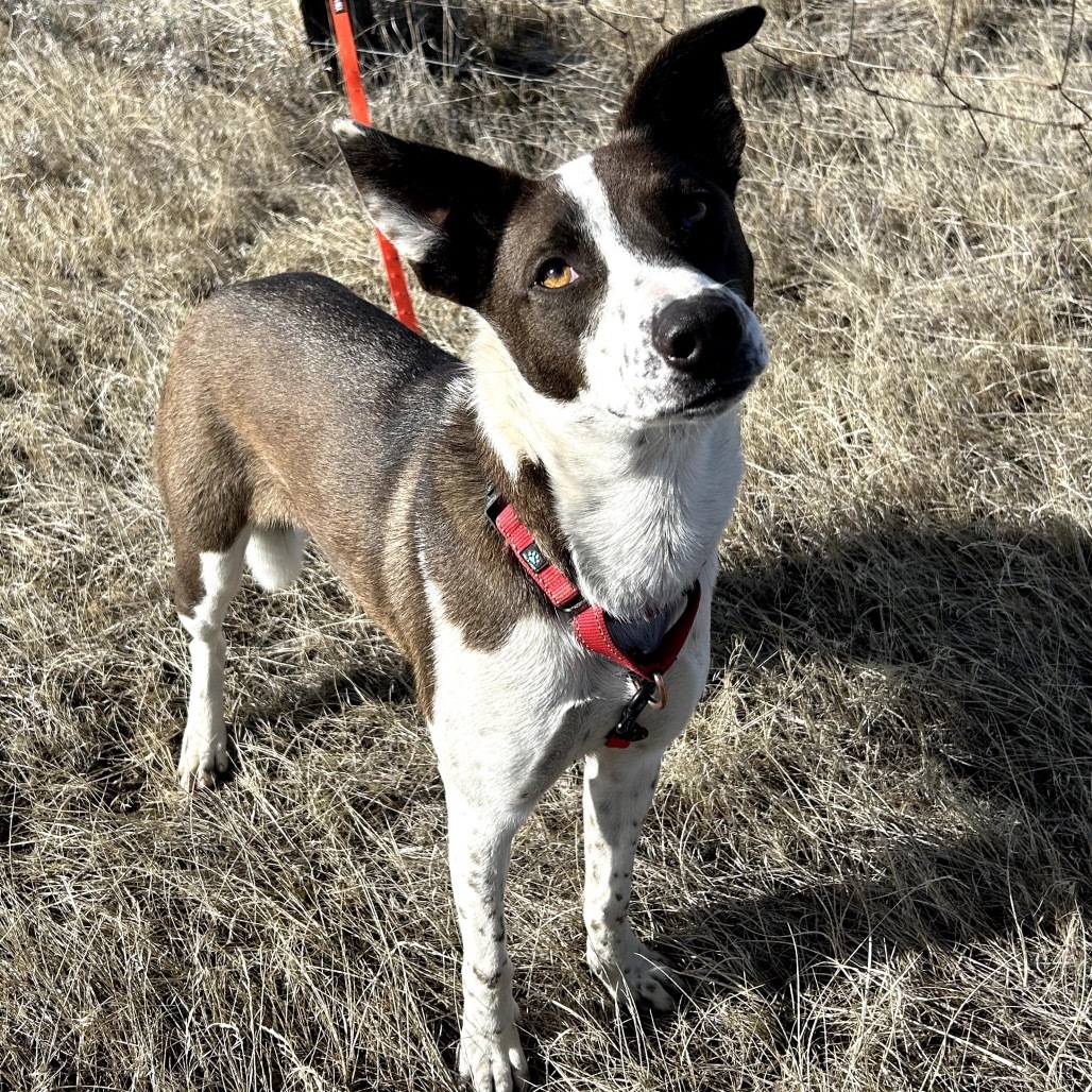 Rowen, an adoptable Border Collie in Lander, WY, 82520 | Photo Image 1