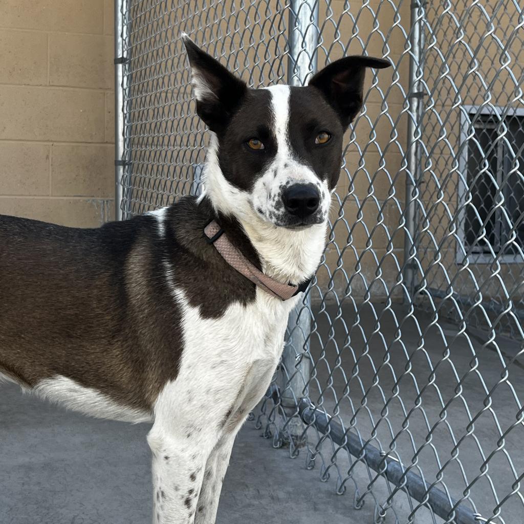 Rowen, an adoptable Border Collie in Lander, WY, 82520 | Photo Image 2