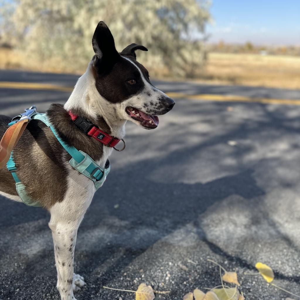 Rowen, an adoptable Border Collie in Lander, WY, 82520 | Photo Image 3