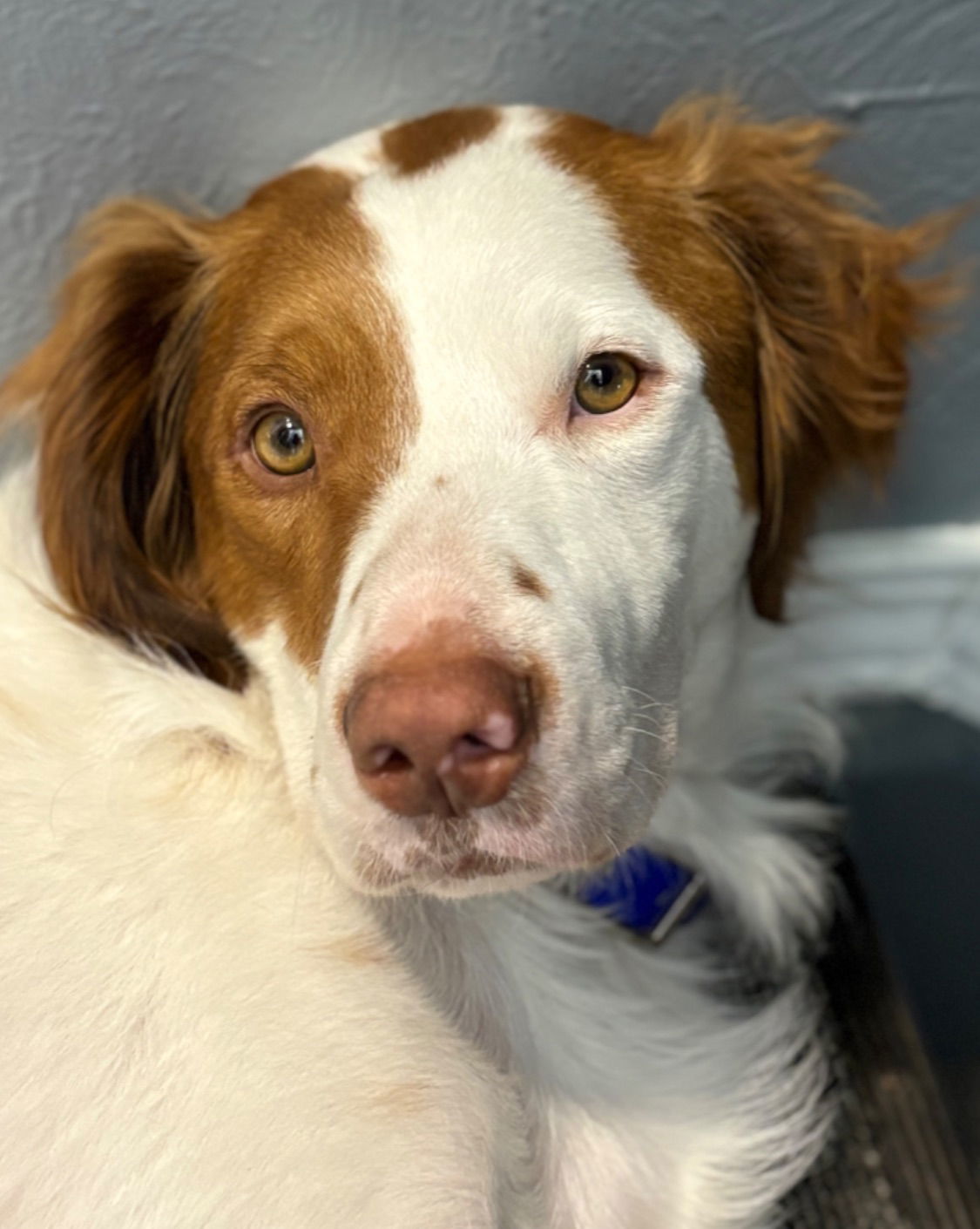 CO/Figge (ADOPTION PENDING), an adoptable Brittany Spaniel, Australian Cattle Dog / Blue Heeler in Denver, CO, 80299 | Photo Image 1