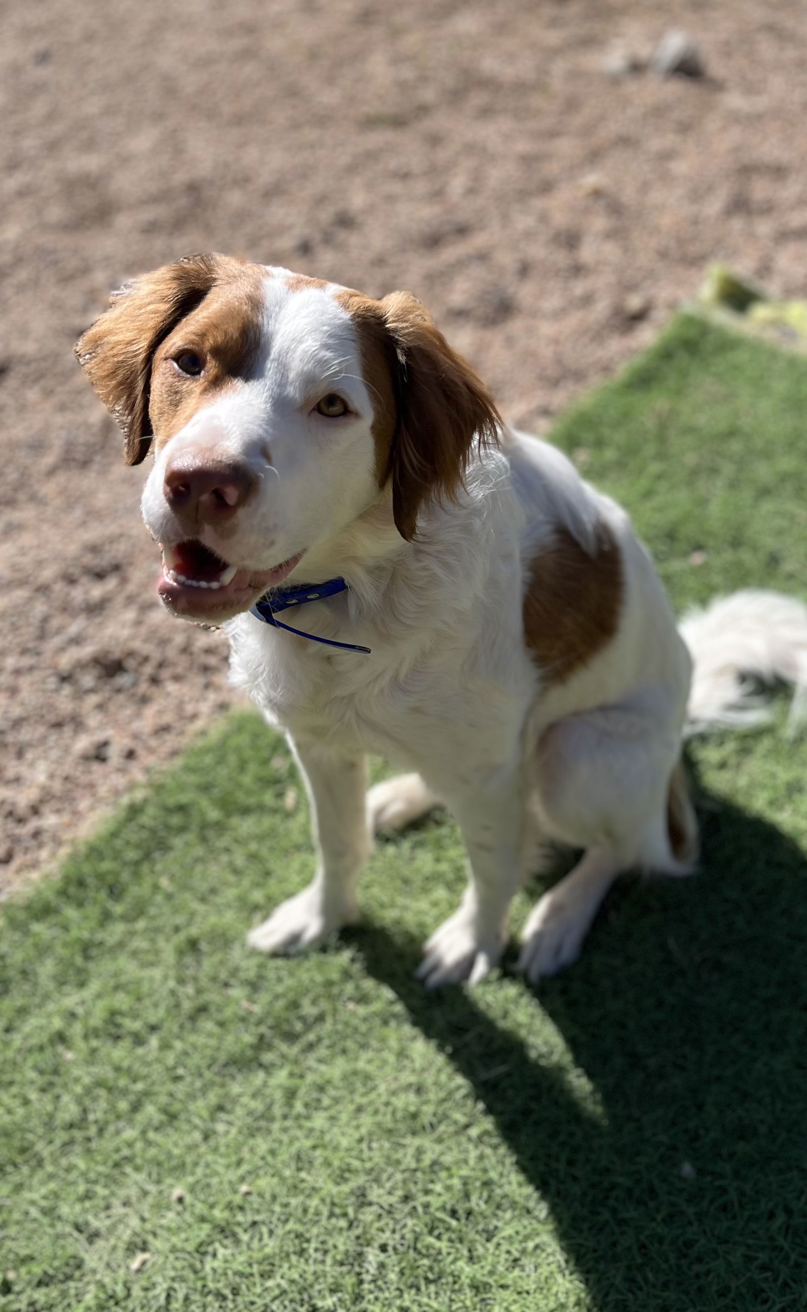CO/Figge (ADOPTION PENDING), an adoptable Brittany Spaniel, Australian Cattle Dog / Blue Heeler in Denver, CO, 80299 | Photo Image 2