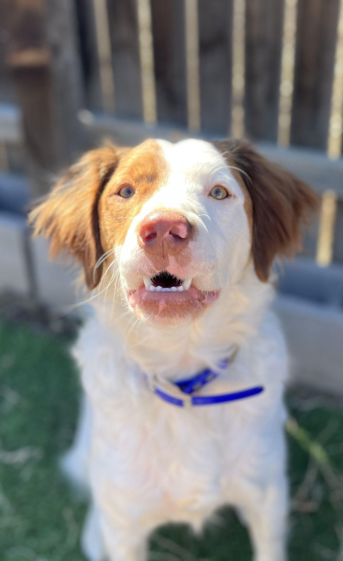CO/Figge (ADOPTION PENDING), an adoptable Brittany Spaniel, Australian Cattle Dog / Blue Heeler in Denver, CO, 80299 | Photo Image 3