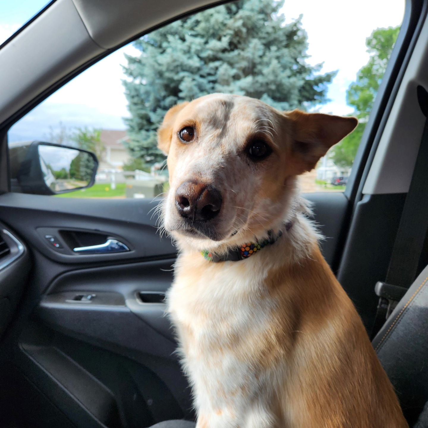 Odie
