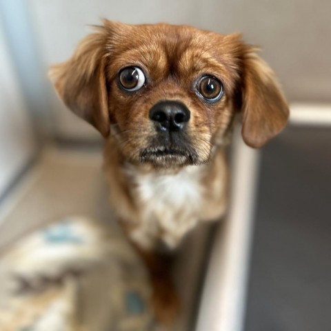 Deb, an adoptable Mixed Breed in Hailey, ID, 83333 | Photo Image 1