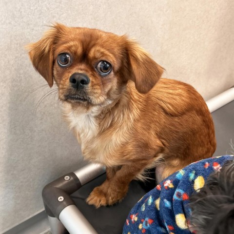 Deb, an adoptable Mixed Breed in Hailey, ID, 83333 | Photo Image 3