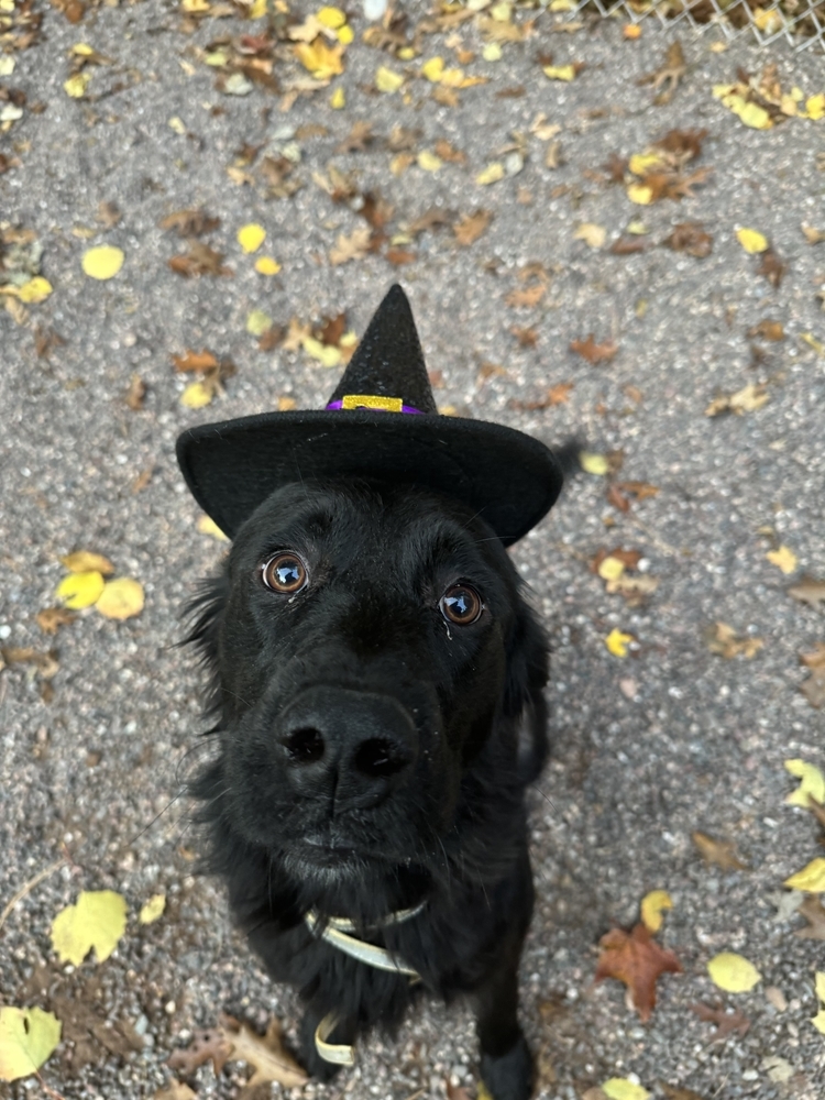 Geri, an adoptable Mixed Breed in Houghton, MI, 49931 | Photo Image 2