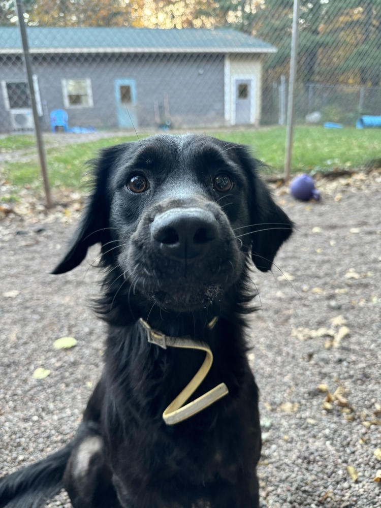 Geri, an adoptable Mixed Breed in Houghton, MI, 49931 | Photo Image 3