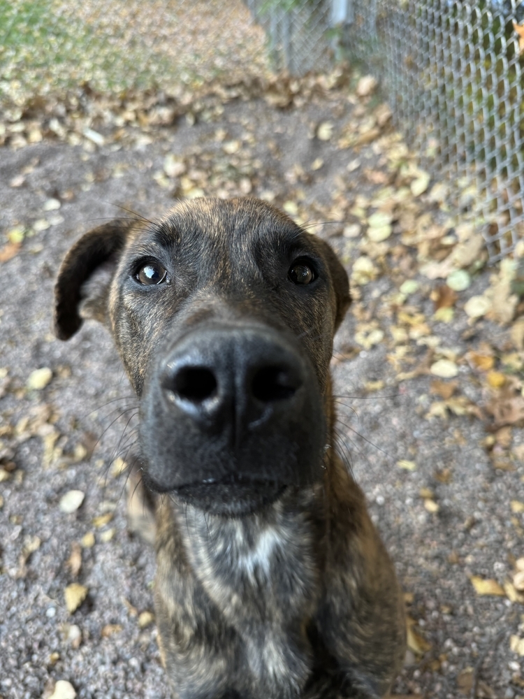 Banjo, an adoptable Mixed Breed in Houghton, MI, 49931 | Photo Image 2