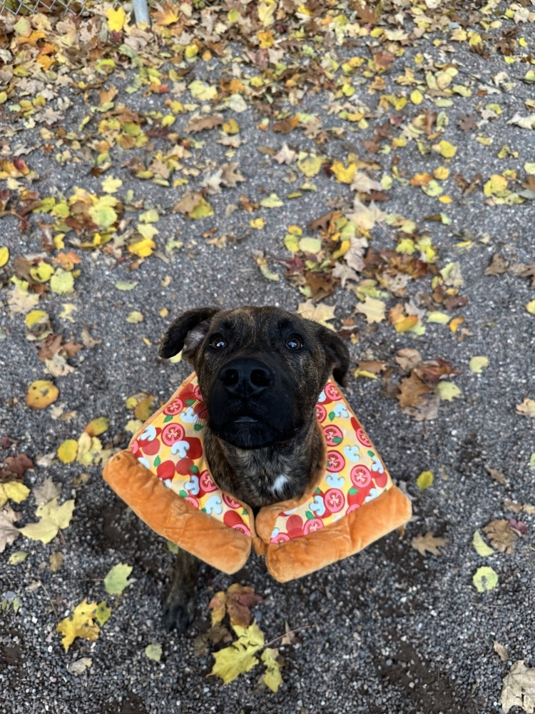 Banjo, an adoptable Mixed Breed in Houghton, MI, 49931 | Photo Image 3