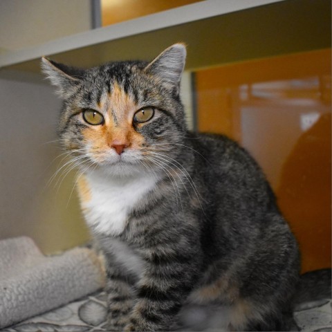 Hex, an adoptable Domestic Short Hair in Rifle, CO, 81650 | Photo Image 1