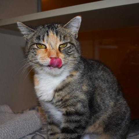 Hex, an adoptable Domestic Short Hair in Rifle, CO, 81650 | Photo Image 2