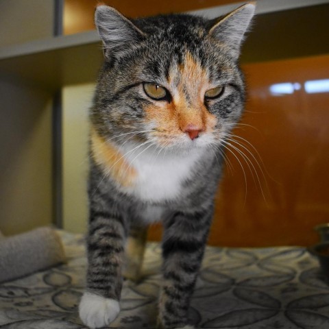 Hex, an adoptable Domestic Short Hair in Rifle, CO, 81650 | Photo Image 3