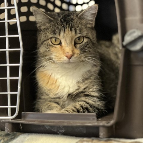 Hex, an adoptable Domestic Short Hair in Rifle, CO, 81650 | Photo Image 4