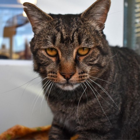 Franklin, an adoptable Domestic Short Hair in Rifle, CO, 81650 | Photo Image 1