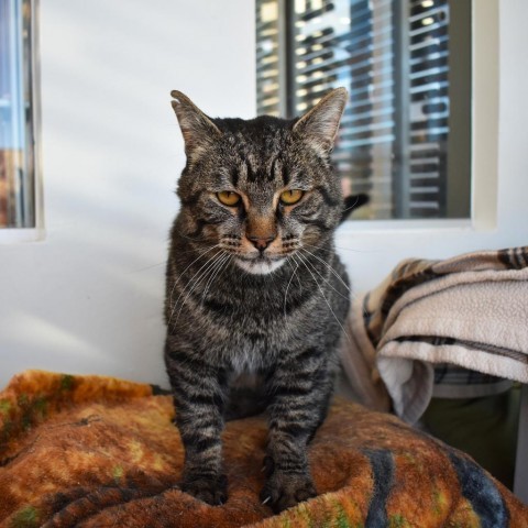 Franklin, an adoptable Domestic Short Hair in Rifle, CO, 81650 | Photo Image 4