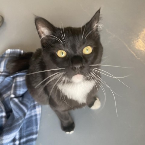 Kenji, an adoptable Domestic Short Hair in Rifle, CO, 81650 | Photo Image 1