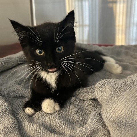 Kenji, an adoptable Domestic Short Hair in Rifle, CO, 81650 | Photo Image 2