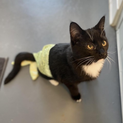 Kenji, an adoptable Domestic Short Hair in Rifle, CO, 81650 | Photo Image 3