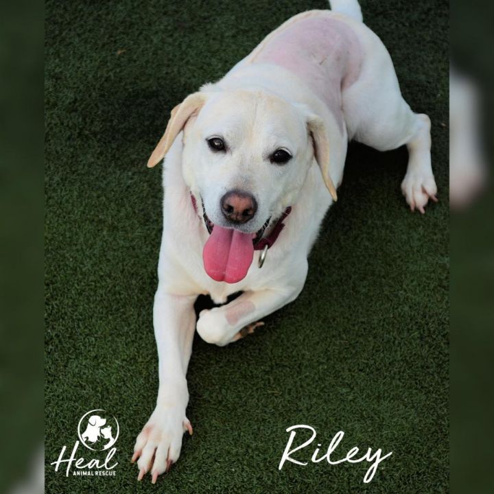 Riley 4