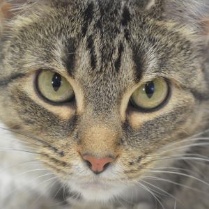 Suzie, Adult Female Domestic Short Hair