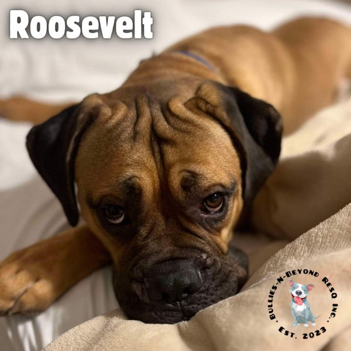 Roosevelt 3