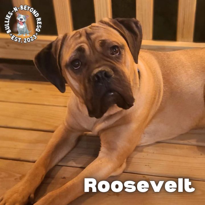 Roosevelt 4