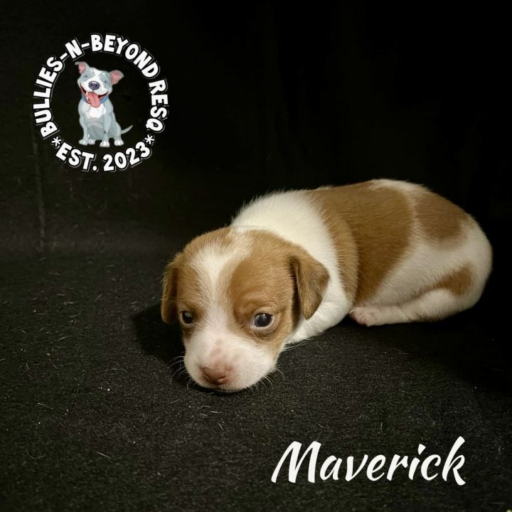 Maverick 2