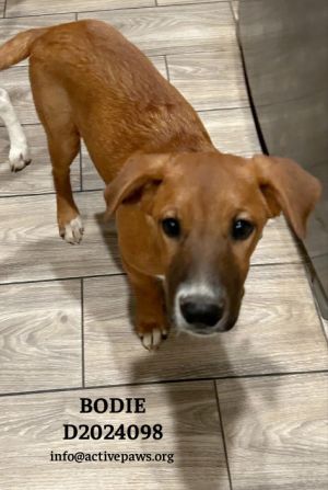 Bodie, Young Male unknown