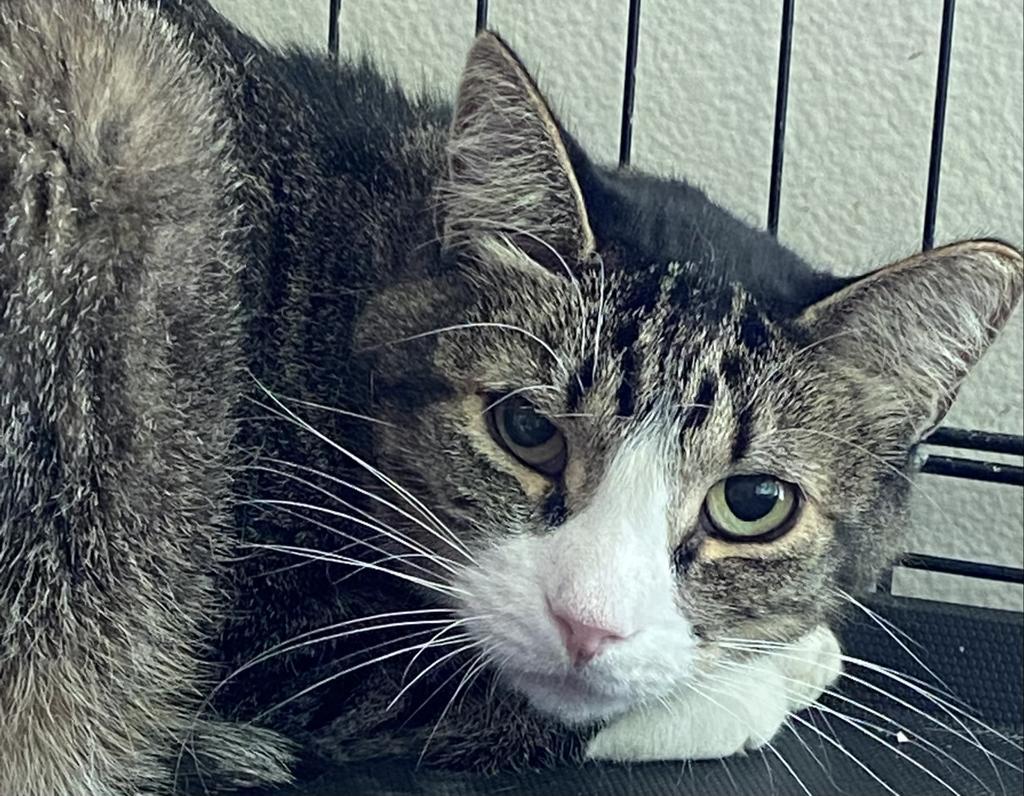 Oyster, an adoptable Domestic Short Hair in Ontario, OR, 97914 | Photo Image 1