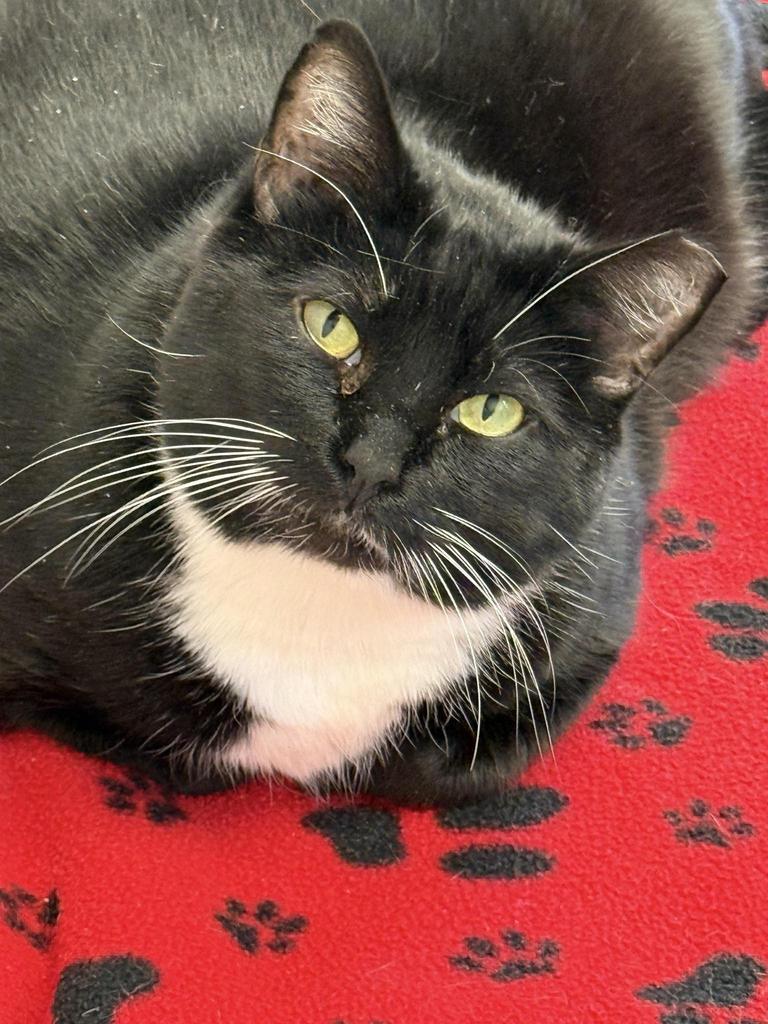 Link, an adoptable Domestic Short Hair in Ontario, OR, 97914 | Photo Image 1