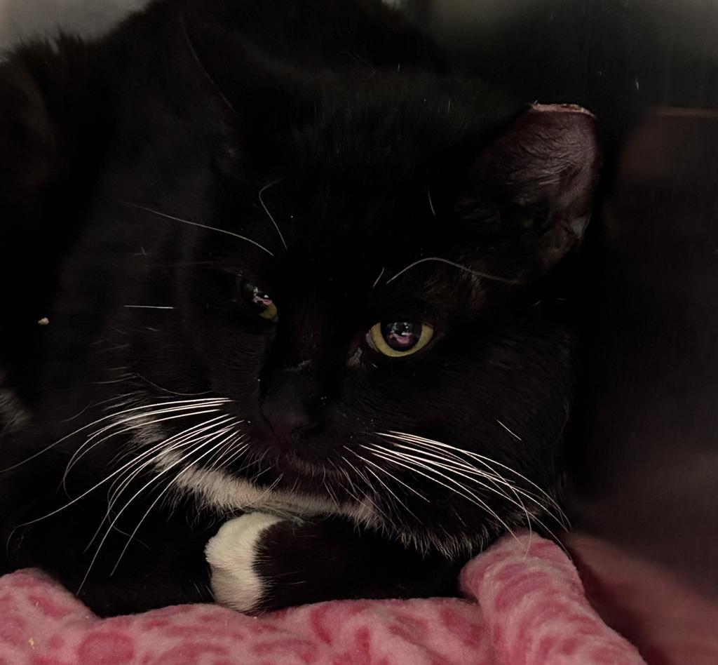 Link, an adoptable Domestic Short Hair in Ontario, OR, 97914 | Photo Image 2