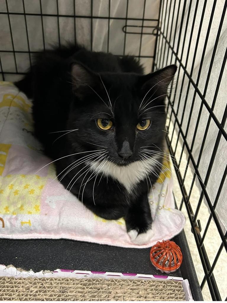 Link, an adoptable Domestic Short Hair in Ontario, OR, 97914 | Photo Image 3