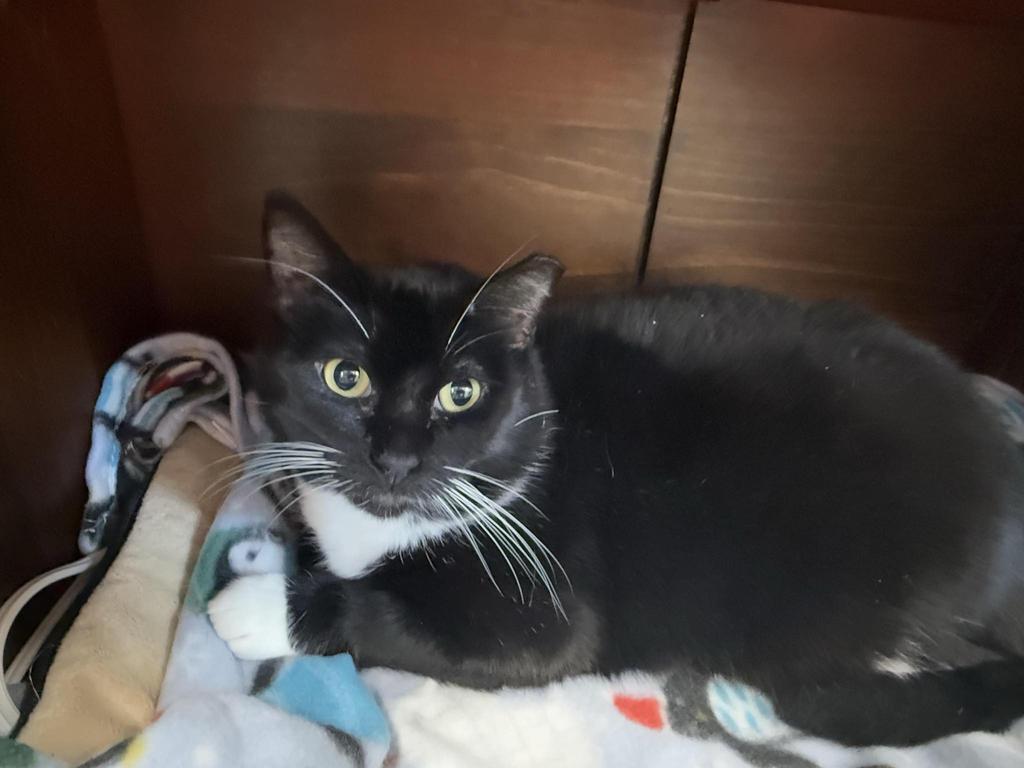 Link, an adoptable Domestic Short Hair in Ontario, OR, 97914 | Photo Image 4