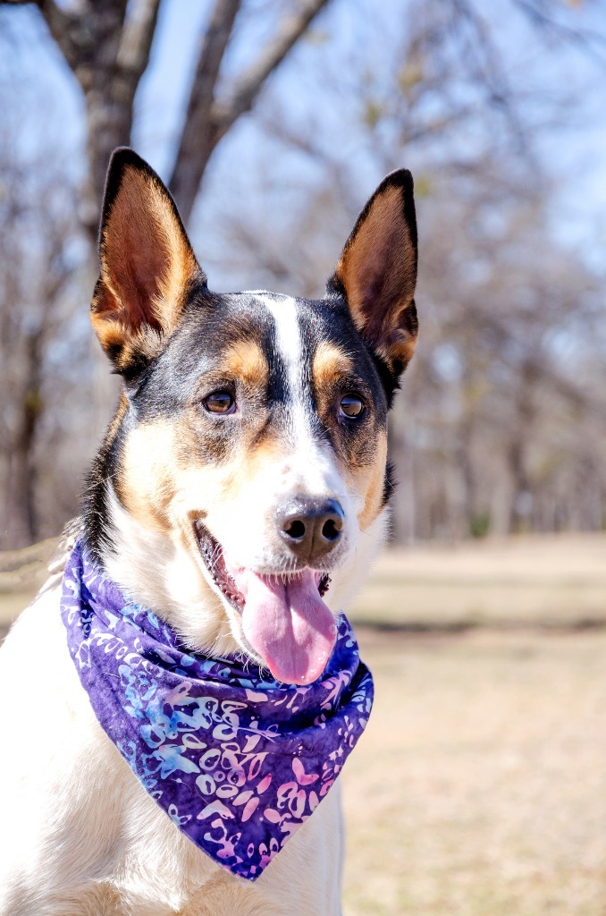 Paloma, an adoptable Australian Cattle Dog / Blue Heeler, Collie in Arlington, TX, 76013 | Photo Image 1