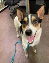 Paloma, an adoptable Australian Cattle Dog / Blue Heeler, Collie in Arlington, TX, 76013 | Photo Image 2