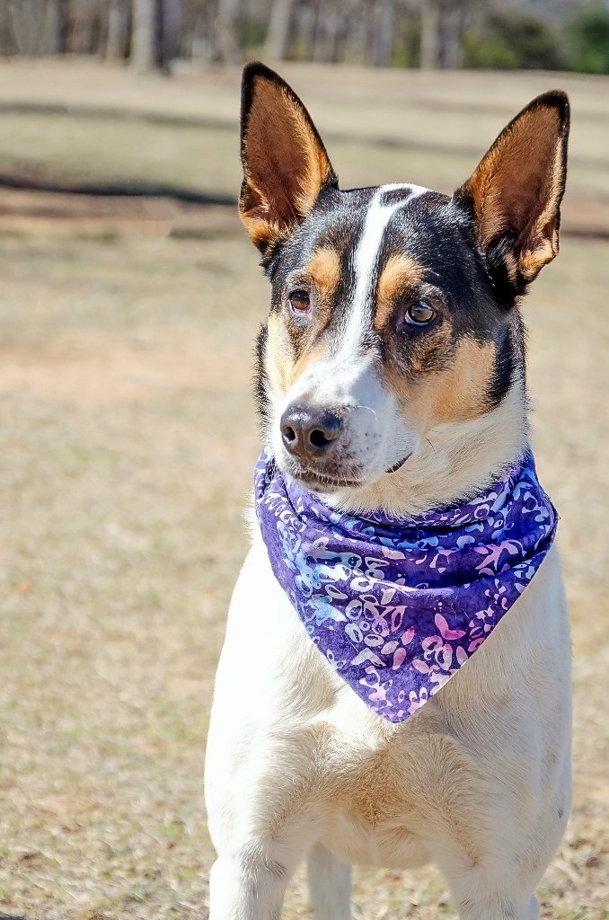 Paloma, an adoptable Australian Cattle Dog / Blue Heeler, Collie in Arlington, TX, 76013 | Photo Image 4