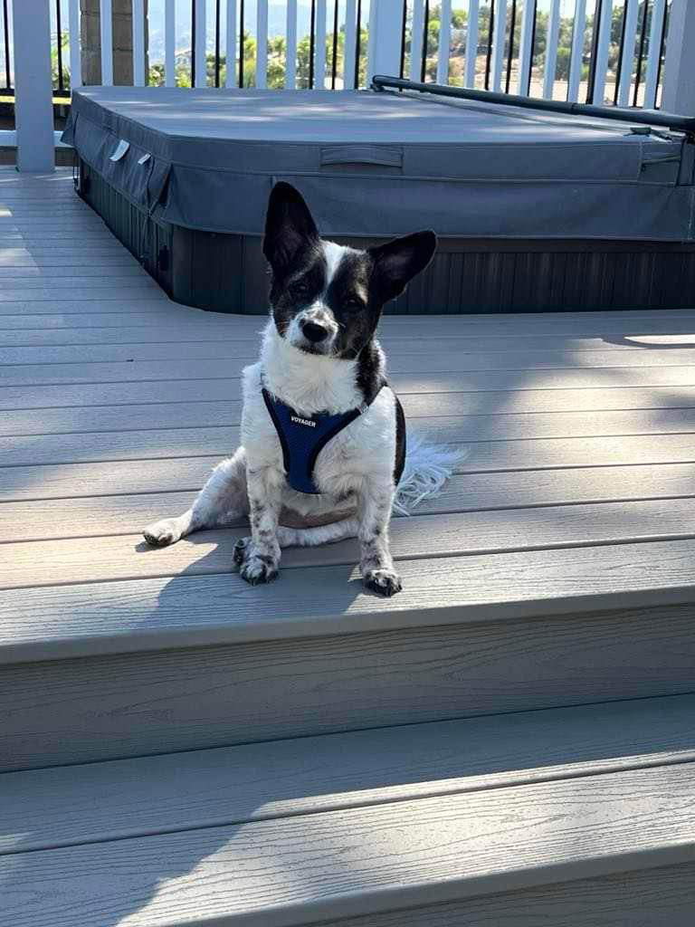 Boe, an adoptable Papillon, Pomeranian in Escondido, CA, 92027 | Photo Image 1