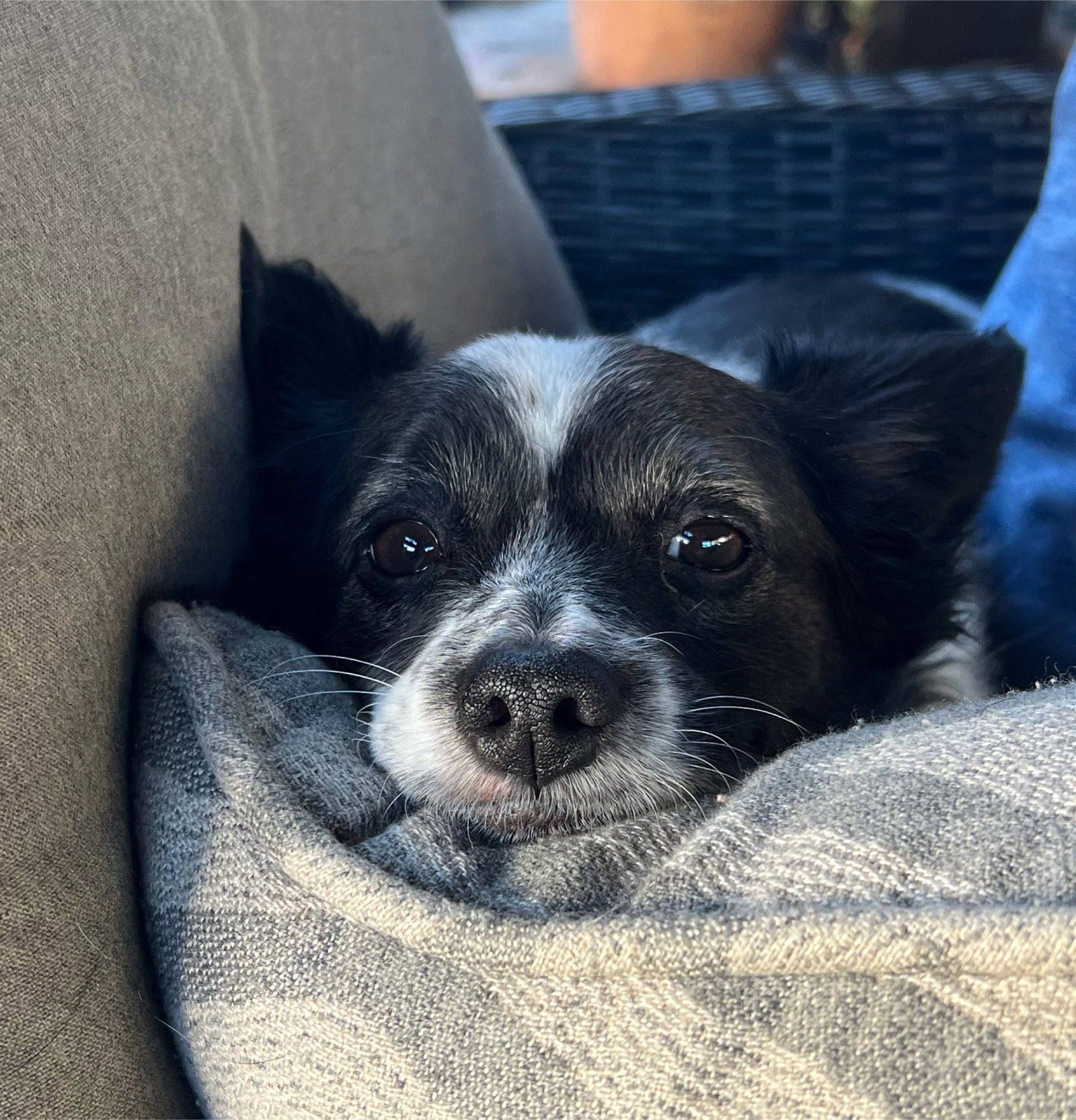 Boe, an adoptable Papillon, Pomeranian in Escondido, CA, 92027 | Photo Image 1