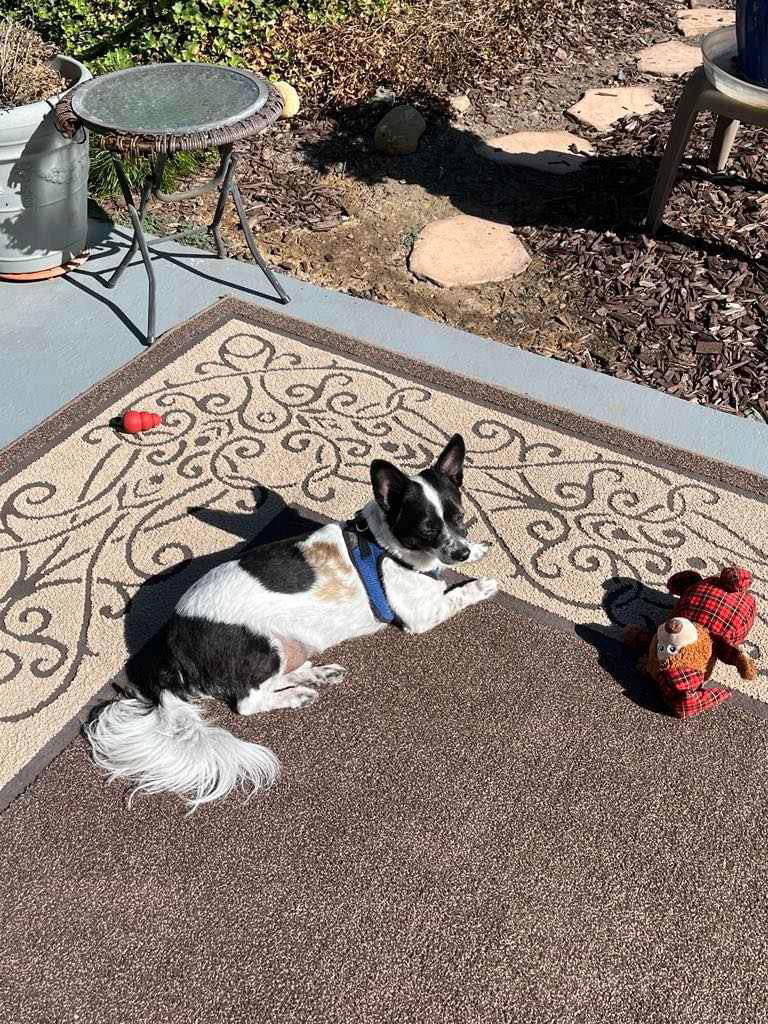 Boe, an adoptable Papillon, Pomeranian in Escondido, CA, 92027 | Photo Image 3