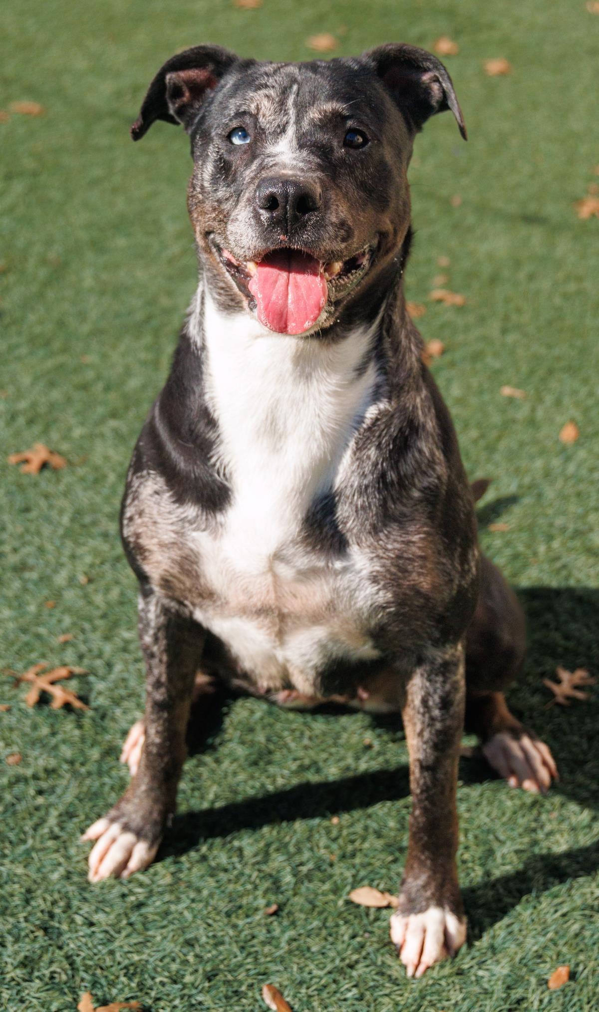 Roxi - In Foster