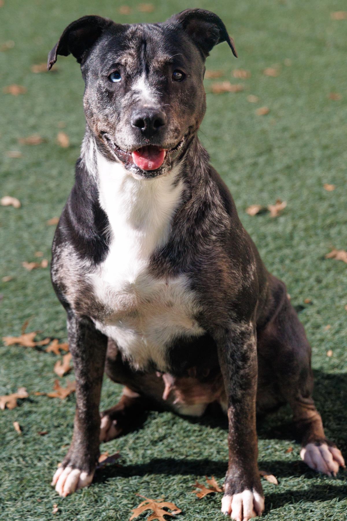 Roxi - In Foster