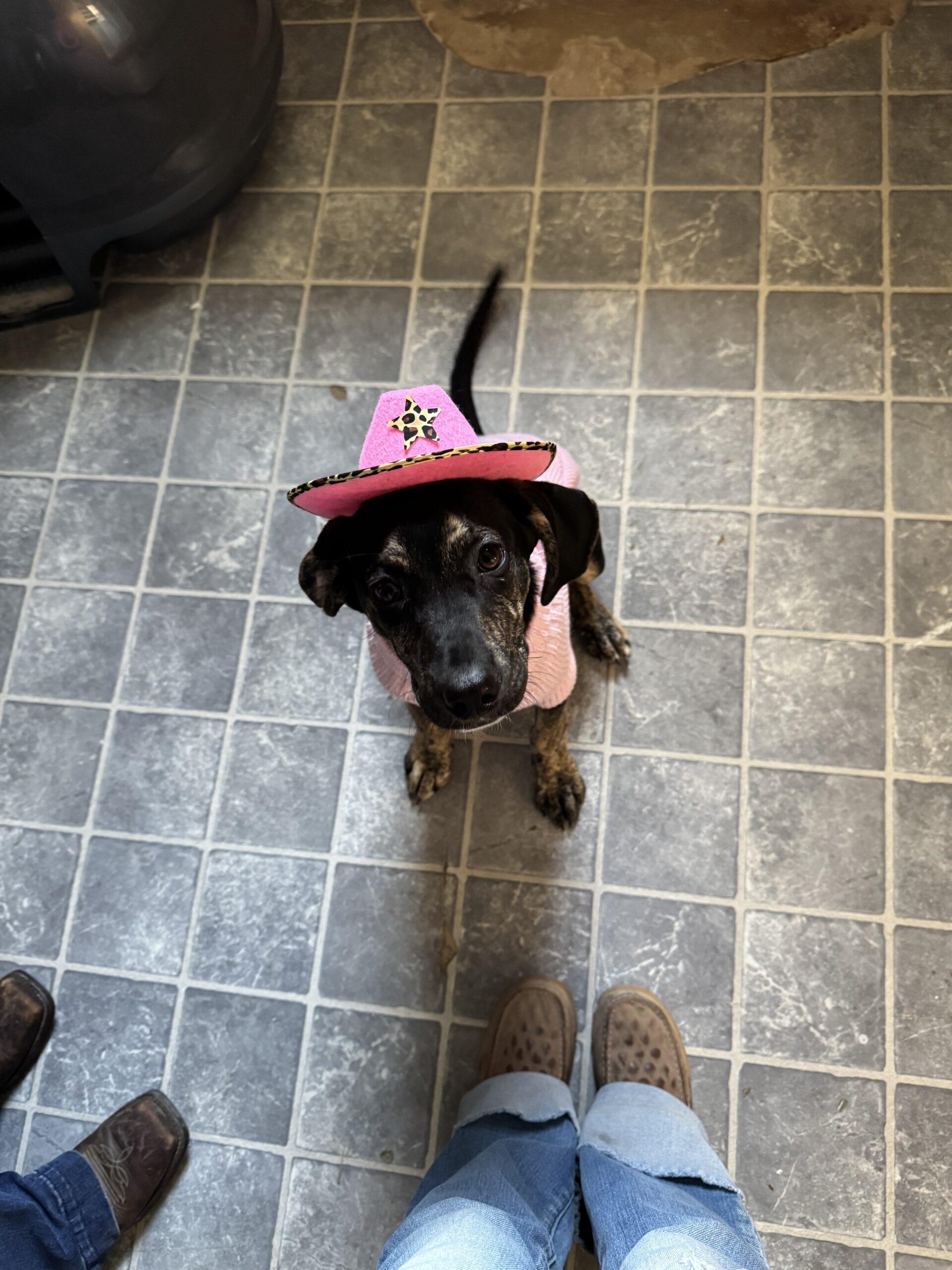 Nova, an adoptable Great Dane, Hound in Dillon, MT, 59725 | Photo Image 1