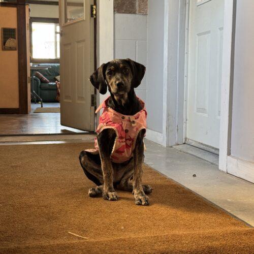 Nova, an adoptable Great Dane, Hound in Dillon, MT, 59725 | Photo Image 2