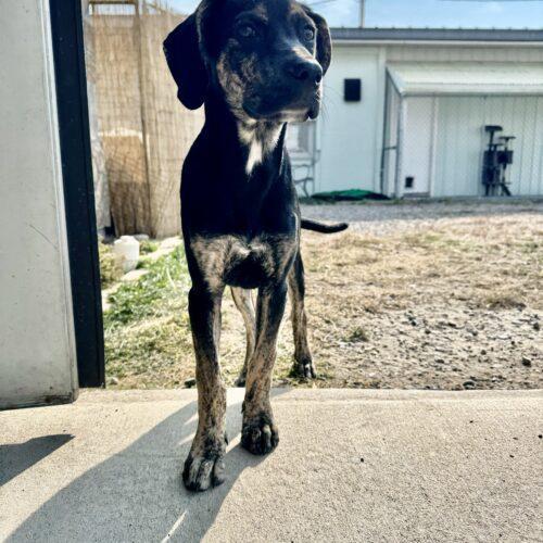 Nova, an adoptable Great Dane, Hound in Dillon, MT, 59725 | Photo Image 3