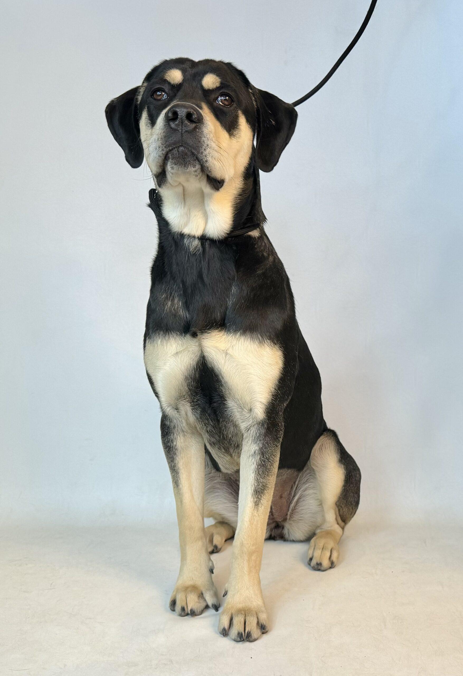 Clementine, an adoptable Rottweiler, Retriever in Dillon, MT, 59725 | Photo Image 1