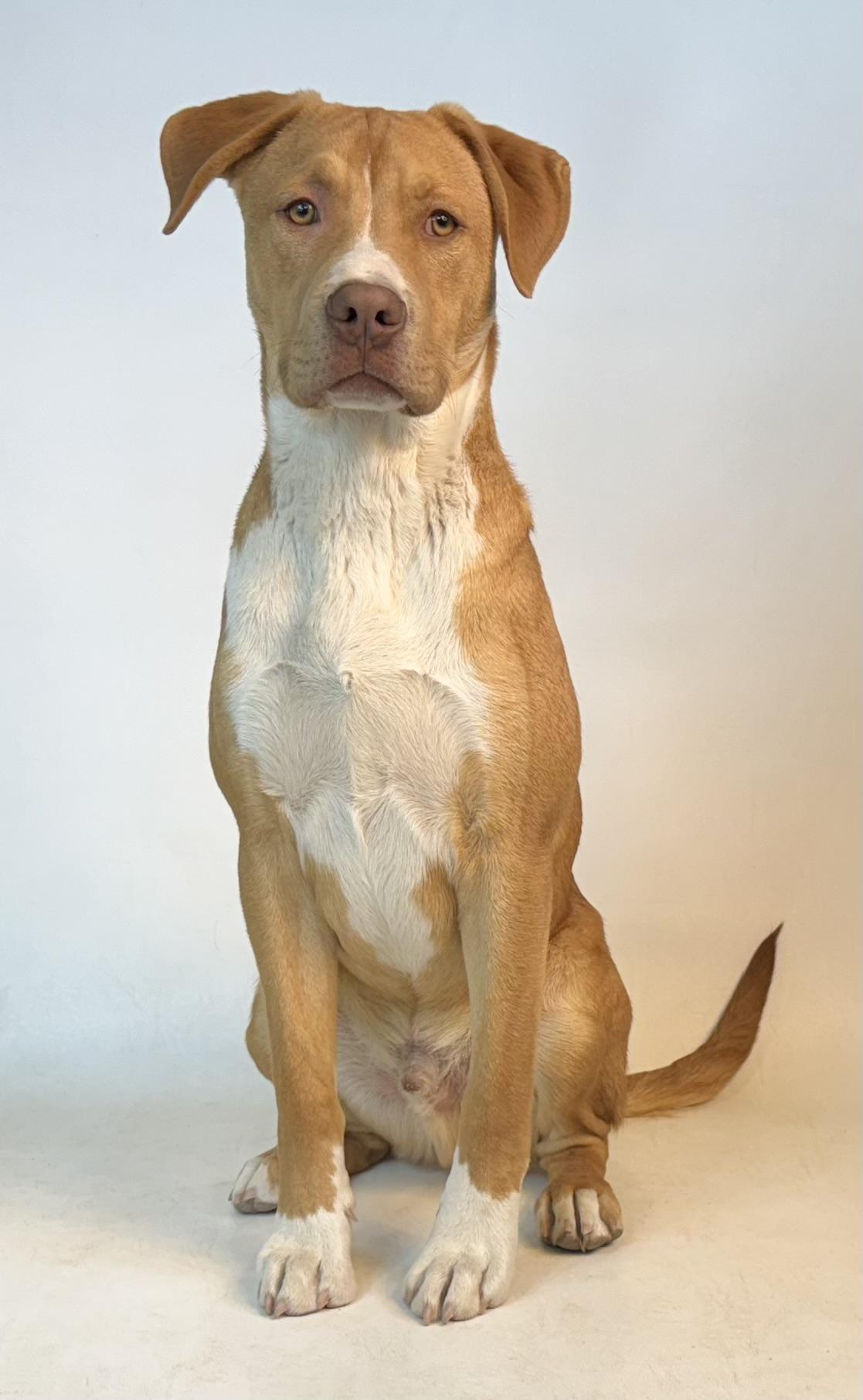 Dallas AKA Zeus, an adoptable Shepherd, Pit Bull Terrier in Dillon, MT, 59725 | Photo Image 1