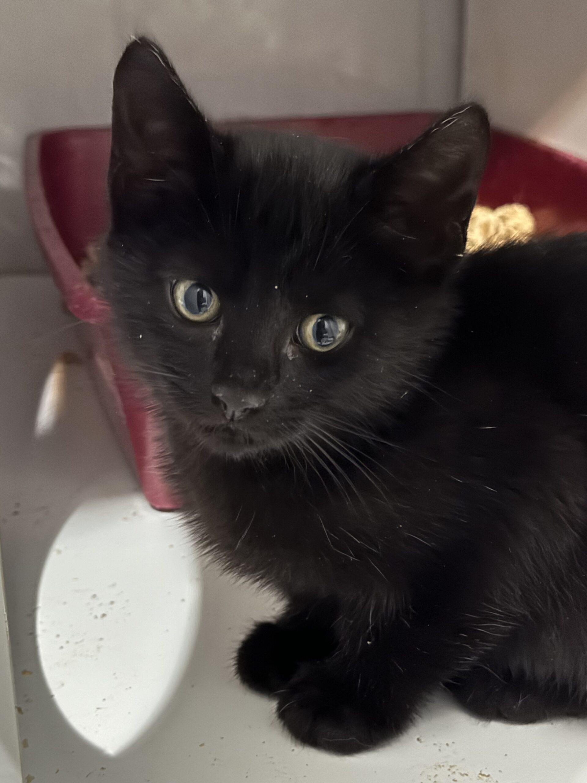 Greenie, an adoptable Domestic Medium Hair in Dillon, MT, 59725 | Photo Image 1